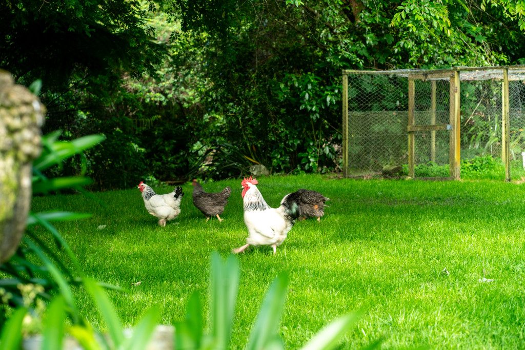 Olive grove and vineyard with mountain views